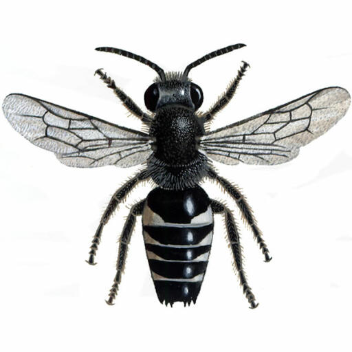 Coda affilata - maschio - coelioxys inermis