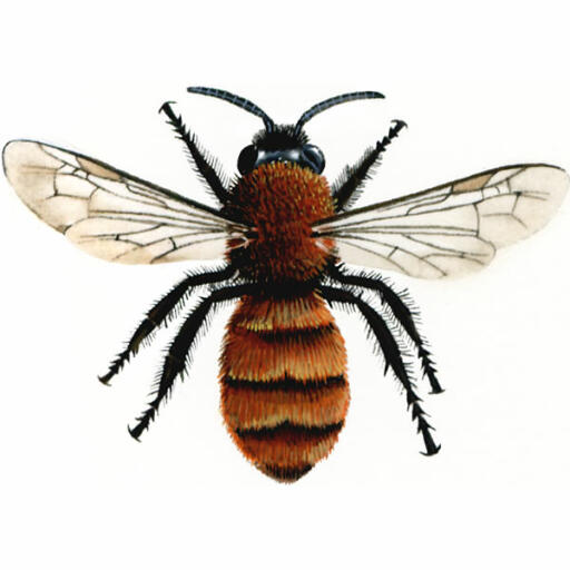 Fulvo minatore - femmina - andrena fulva