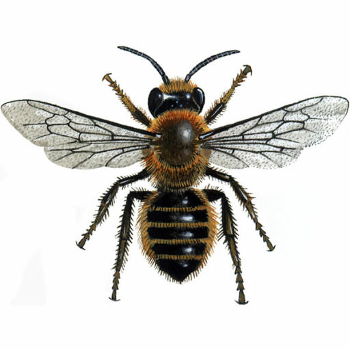 Tagliasiepi di willughby - megachile willughbiella