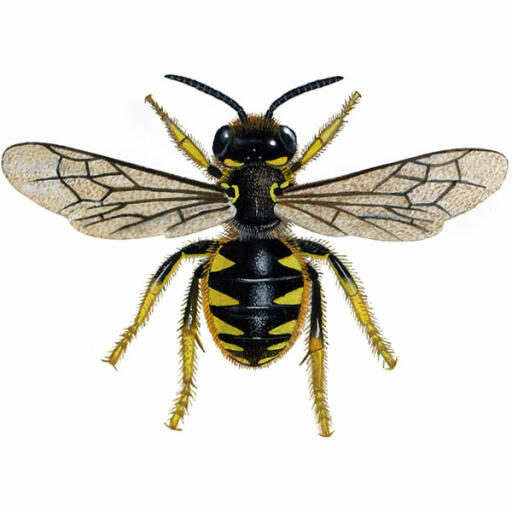 Cardatore della lana - femmina - anthidium manicatum