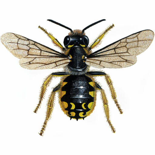 Cardatore della lana - maschio - anthidium manicatum