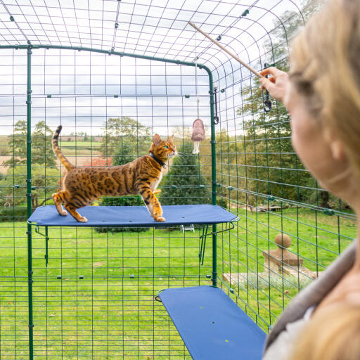 Gatto che si arrampica sulla mensola blu per gatti all'aperto nel catio corsa all'aperto con fori di drenaggio visibili