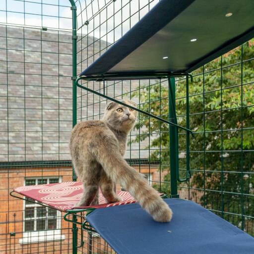 Gatto in piedi su mensola blu per gatti all'aperto in catio corsa all'aperto con fori di drenaggio visibili