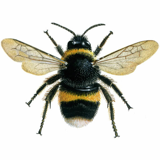 Bombo - coda di bufalo - bombus terrestris