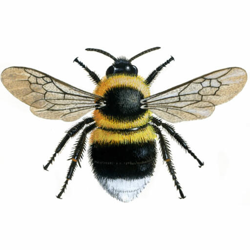 Bombo - giardino - bombus hortorum