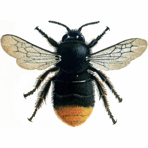 Bombo - coda rossa - bombus lapidarius