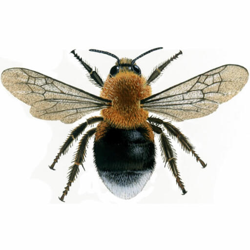 Bombo - albero - bombus hypnorum