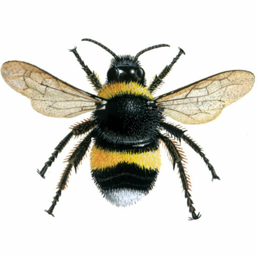 Bombo - coda bianca - bombus lucornum