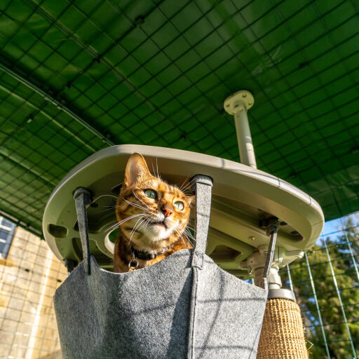 Gatto in un'amaca sotto una copertura pesante in una corsia coperta