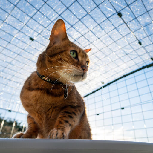 Gatto sotto la copertura trasparente di protezione dalle intemperie in una corsia di transito