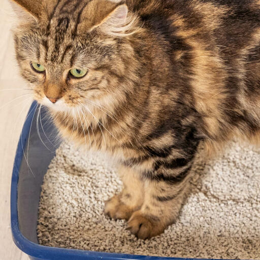 Gatto in piedi in una lettiera per gatti con lettiera per gatti al tofu.