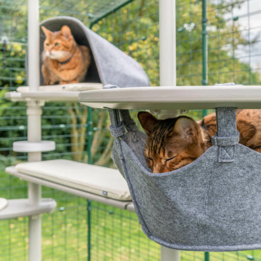 Gatti che si Godono il Omlet Freestyle outdoor cat tree system, uno sta dormendo nell'amaca e l'altro è nella tana