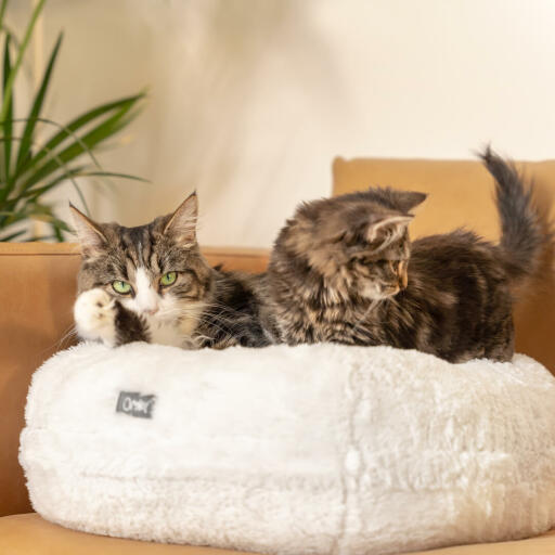 La cuccia donut per gatti può anche essere usata come cuscino da mettere sul divano per avere un posto comodo accanto a voi.