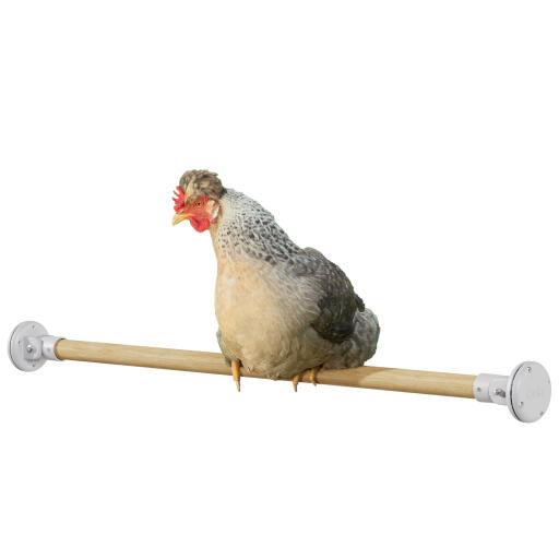 Pollo nel trespolo di legno Omlet 