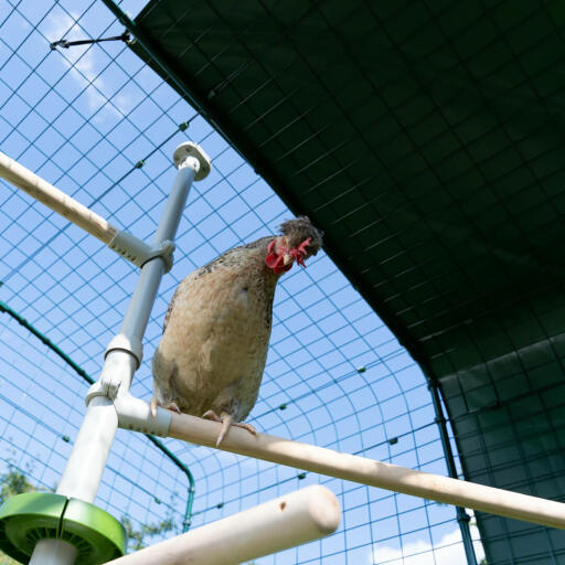 gallina sul sistema poletree