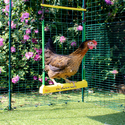 Un pollo seduto sull'altalena dei polli