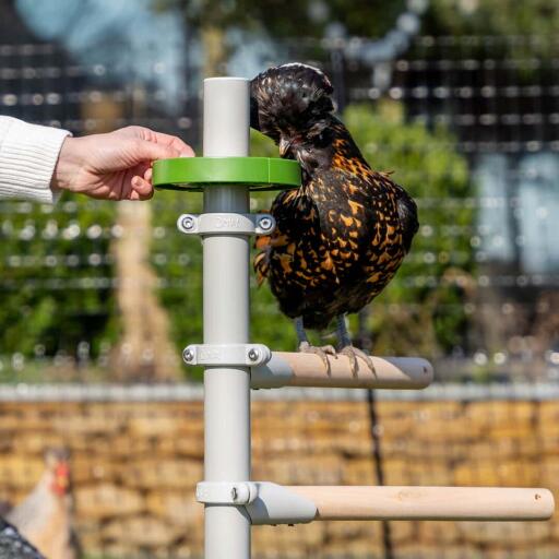 Pollo che mangia da un piatto di trattamento accessorio trespolo pollo pieno di snack