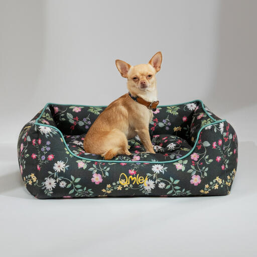 Chihuahua seduto in un letto a nido Omlet nel disegno del prato di mezzanotte