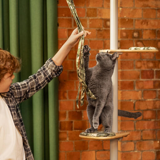 Bambino che gioca con un gatto su un albero per gatti al coperto Freestyle 