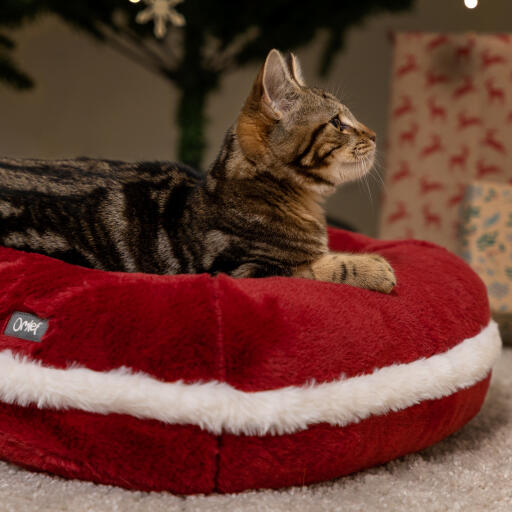 Gattino nella cuccia natalizia per gatti di Omlet