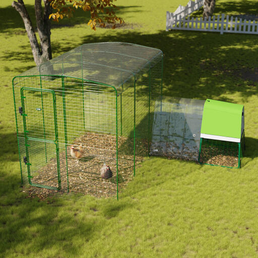 Copertura trasparente per la pista per polli da passeggio in giardino 2x3