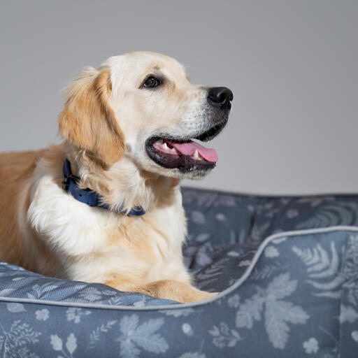 Primo piano di un Golden retriever in un letto di nido Omlet nella foresta modello autunnale