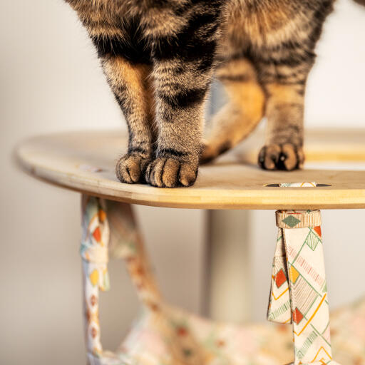 Gatto in piedi in cima a un'amaca per gatti da interno Freestyle 