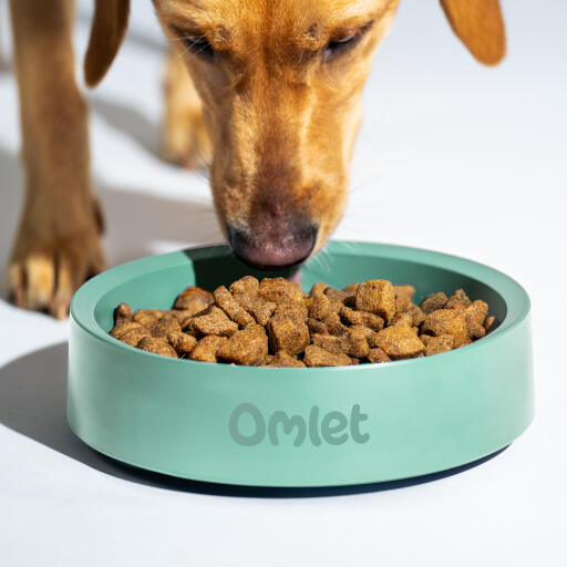 Retriever che mangia cibo da una ciotola per cani Omlet in salvia