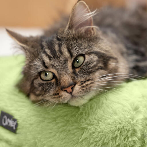 un gatto riposa su una morbidissima cuccia