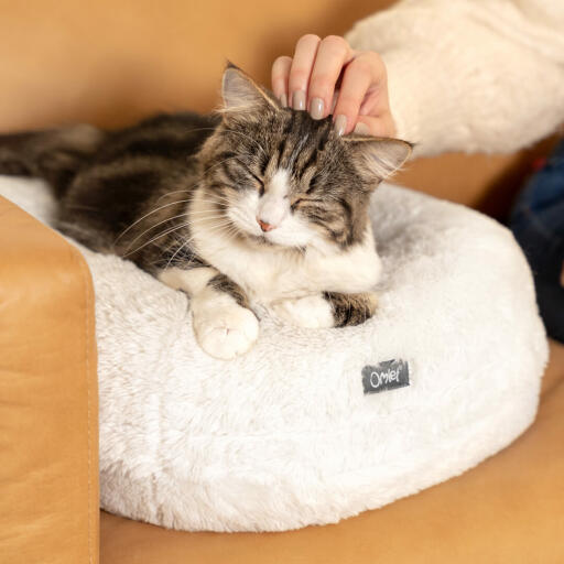 Gatto steso su una confortevole cuccia bianco neve rotonda