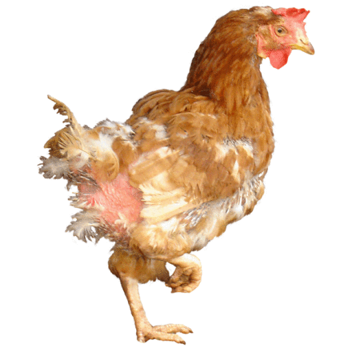 Ex gallina in batteria in cattive condizioni