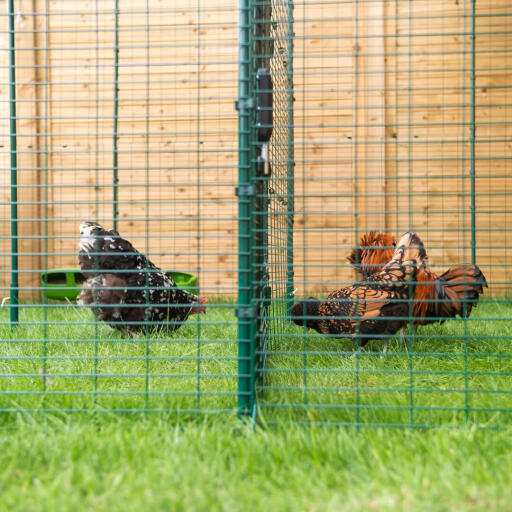 Polli che beccano il terreno in un recinto all'aperto