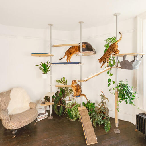 Gatti che giocano nell'albero per gatti personalizzabile indoor Freestyle high