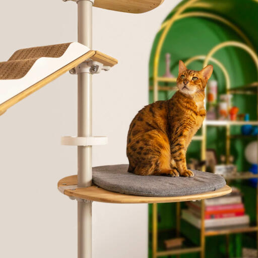 Gatto su Freestyle pavimento al soffitto albero gatto cuscino piattaforma