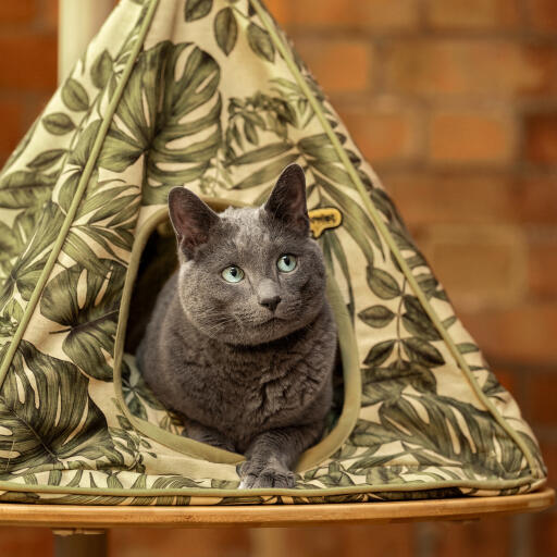 Gatto che guarda fuori da un interno Freestyle gatto tipi