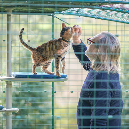 Un uomo e un gatto in un recinto esterno che si godono la struttura per gatti personalizzata