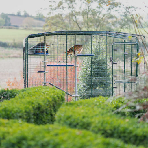 Albero per gatti da esterno