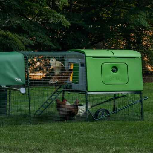 Galline in una gabbia in giardino al mattino presto