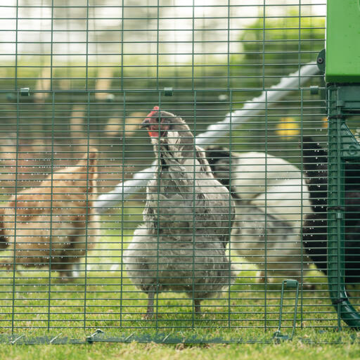 Galline all'interno di un pollaio a prova di predatore