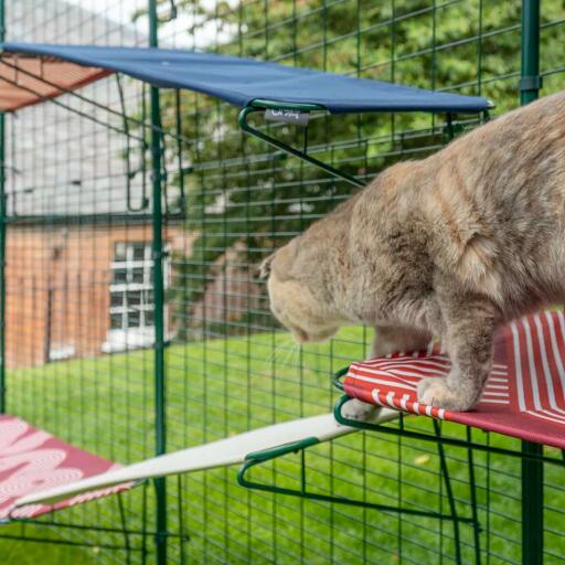 Gatto che si arrampica dalla mensola rossa per gatti all'aperto sulla mensola bianca per gatti all'aperto in Omlet catio