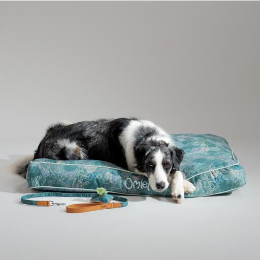 Cane che riposa in un grande cuscino per cani