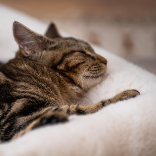 Coperta elegante per gatti in finta pelle di pecora