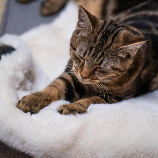 Coperta elegante per gatti in finta pelle di pecora