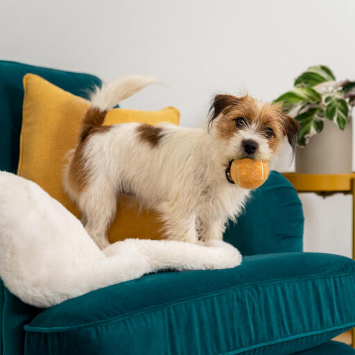 Piccolo terrier trasandato con una palla gialla in bocca su un divano turchese