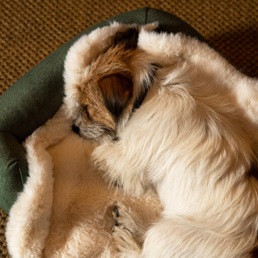 Terrier trasandato che dorme accoccolato su una morbida coperta su una cuccia verde