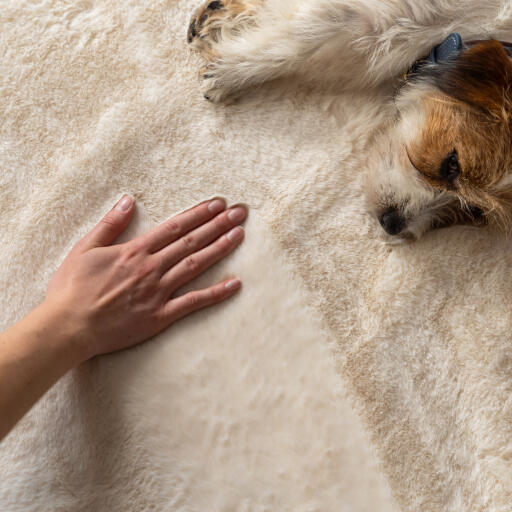 Terrier steso su un lato vicino a una mano che accarezza una coperta in pelle di pecora