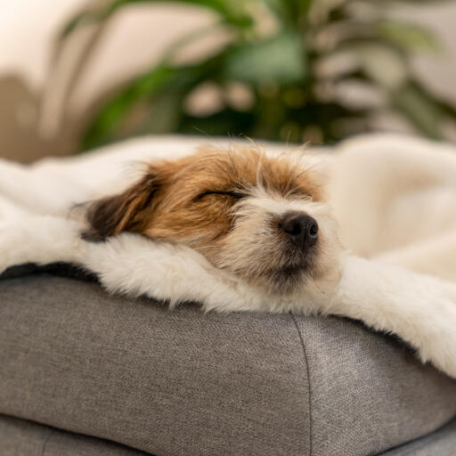 Testa di un terrier che riposa su un lato di una cuccia grigia con una coperta in pelle di pecora