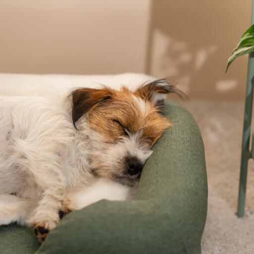 Terrier trasandato che dorme su una cuccia color salvia