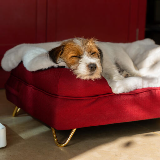 Terrier trasandato che riposa su una cuccia rossa con addosso una coperta in pelle di pecora