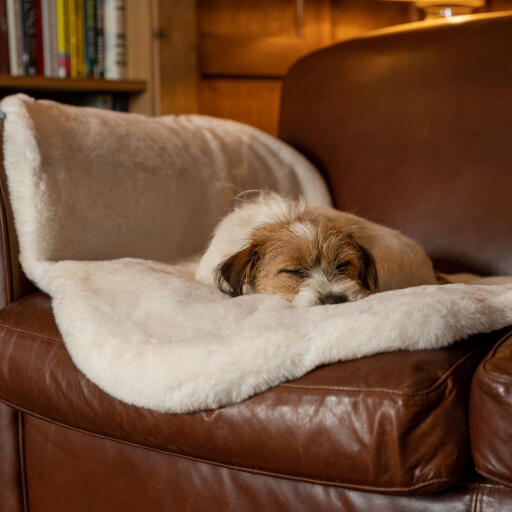 Terrier che dorme su una confortevole coperta in pelle di pecora stesa su un divano in pelle marrone